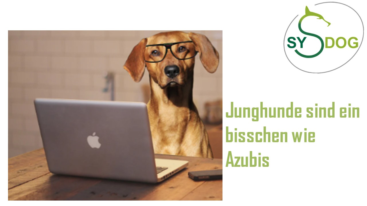You are currently viewing Junghunde sind ein bisschen wie Azubis