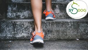Read more about the article Überblick: SYSDOG-TREPPE